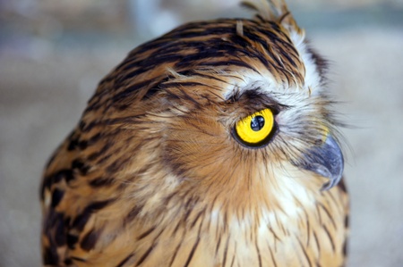 Wild eagle owl living in jungle of paradise island Penang.の写真素材
