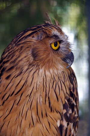 Wild eagle owl living in jungle of paradise island Penang.の写真素材