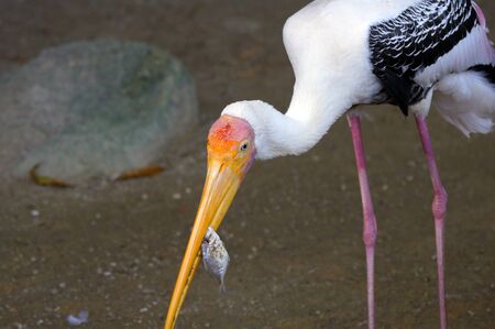 Storks in the nature of paradise island Penang.の写真素材