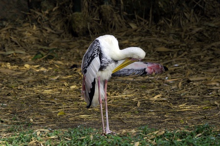 Storks in the nature of paradise island Penang.の写真素材