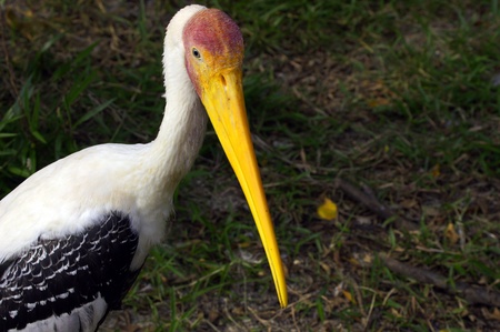 Storks in the nature of paradise island Penang.の写真素材