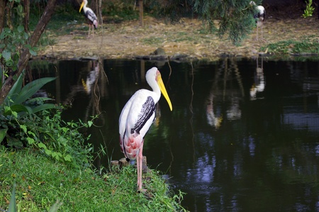 Storks in the nature of paradise island Penang.の写真素材