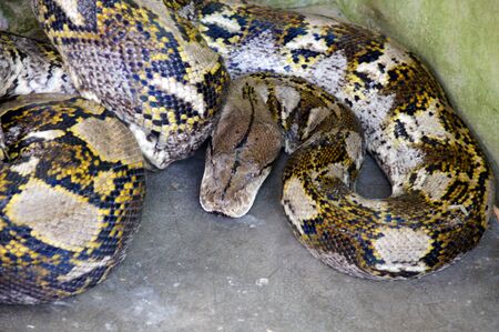 Snakes living in the nature of tropical paradise island Penang.