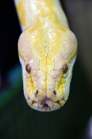 Snakes living in the nature of tropical paradise island Penang.