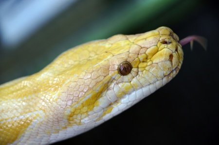 Snakes living in the nature of tropical paradise island Penang.