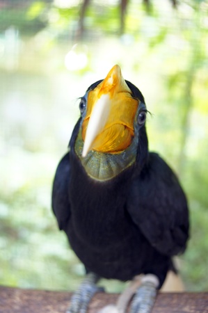 The hornbill symbolises freedom of island Borneo.の写真素材