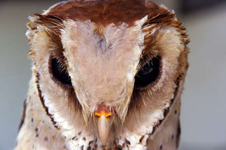 Wild owl living in ancient jungle of island Penang.の写真素材
