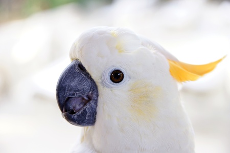 Parrots living in forest in paradise island Penang.の写真素材