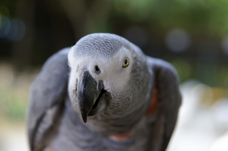Parrots living in forest in paradise island Penang.の写真素材