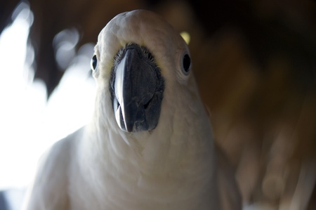 Parrots living in forest in paradise island Penang.の写真素材
