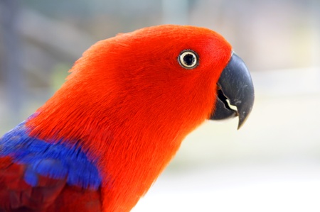 Parrots living in forest in paradise island Penang.の写真素材