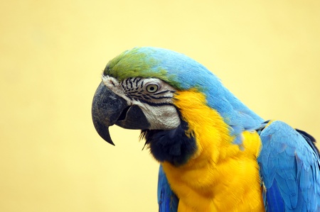 Parrots living in forest in paradise island Penang.の写真素材
