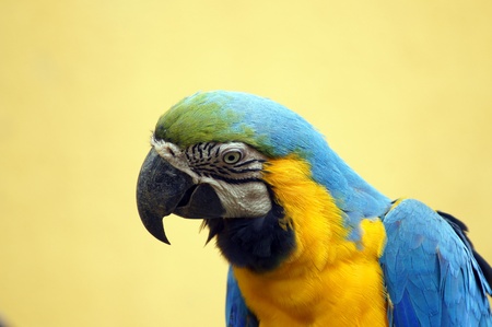 Parrots living in forest in paradise island Penang.の写真素材