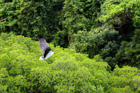 Wild eagles living of paradise island Langkawi.の写真素材