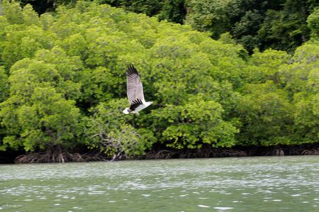 Wild eagles living of paradise island Langkawi.の写真素材