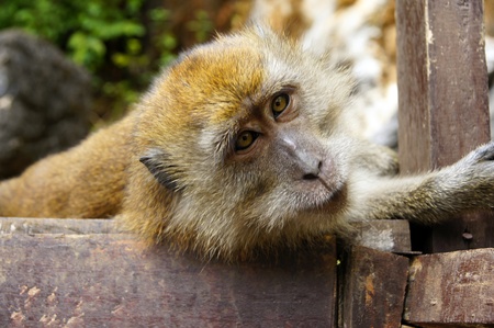 Monkeys frolic on freedom in island Langkawi jungleの写真素材