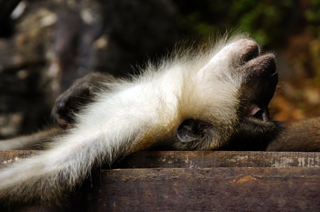 Monkeys frolic on freedom in island Langkawi jungleの写真素材