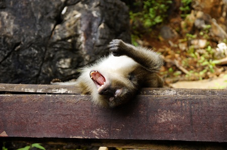 Monkeys frolic on freedom in island Langkawi jungleの写真素材