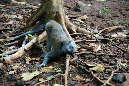 Monkeys frolic on freedom in island Langkawi jungleの写真素材
