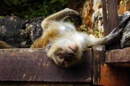 Monkeys frolic on freedom in island Langkawi jungle