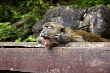 Monkeys frolic on freedom in island Langkawi jungleの写真素材