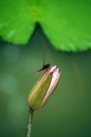 Lotus in high-mountainous tropical lake of paradise island Borneo. の写真素材