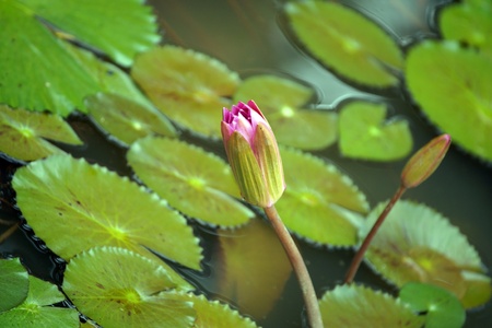 Lotus in high-mountainous tropical lake of paradise island Borneo. の写真素材