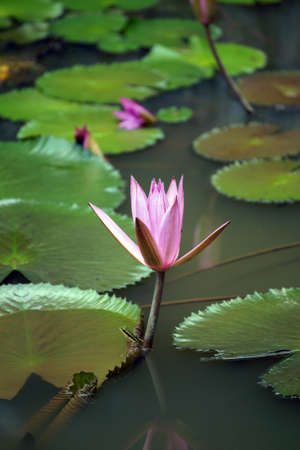 Lotus in high-mountainous tropical lake of paradise island Borneo. の写真素材
