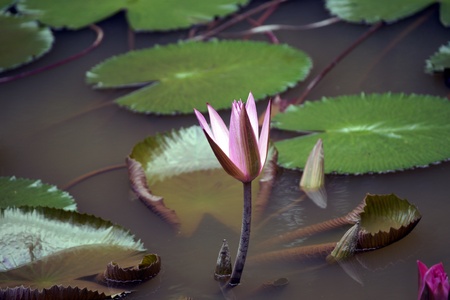 Lotus in high-mountainous tropical lake of paradise island Borneo. の写真素材