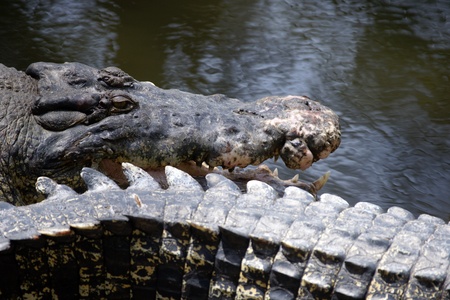 Crocodile living in natural conditions in the rivers island Borneos.