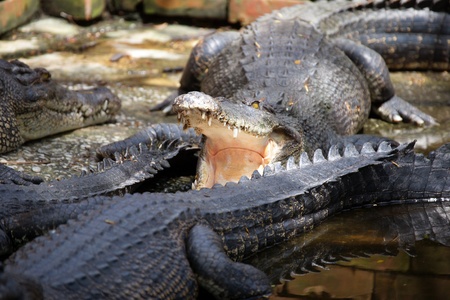 Crocodile living in natural conditions in the rivers island Borneos.の写真素材