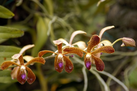 Wild orchids of high-mountainous Borneo. The paradise fallen asleep butterflies. の写真素材