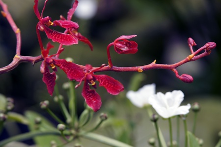 Wild orchids of high-mountainous Borneo. The paradise fallen asleep butterflies. の写真素材