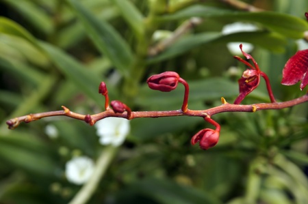 Wild orchids of high-mountainous Borneo. The paradise fallen asleep butterflies. の写真素材
