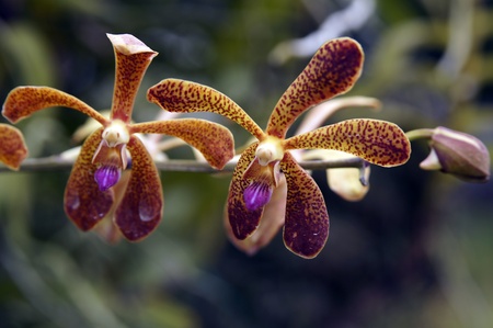 Wild orchids of high-mountainous Borneo. The paradise fallen asleep butterflies. の写真素材