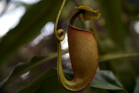 Nepenthes eating insects growing in the nature of Borneo.の写真素材