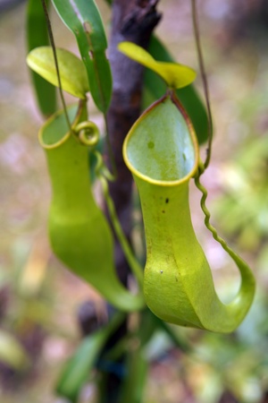 Nepenthes eating insects growing in the nature of Borneo.の写真素材