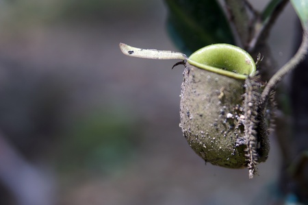 Nepenthes eating insects growing in the nature of Borneo.の写真素材