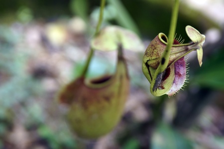 Nepenthes eating insects growing in the nature of Borneo.の写真素材