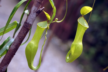 Nepenthes eating insects growing in the nature of Borneo.の写真素材