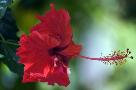 Wild flowers of high mountainous Borneo. Hibiscus of Borneo.の写真素材