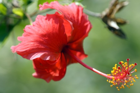 Wild flowers of high mountainous Borneo. Hibiscus of Borneo.の写真素材