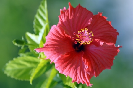Wild flowers of high mountainous Borneo. Hibiscus of Borneo.の写真素材