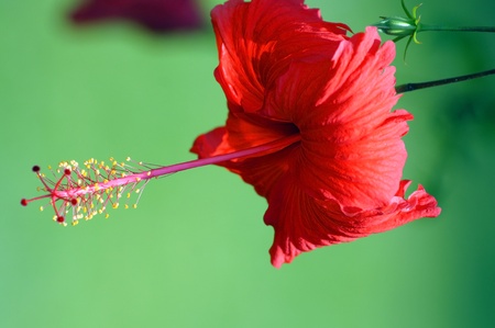 Wild flowers of high mountainous Borneo. Hibiscus of Borneo.