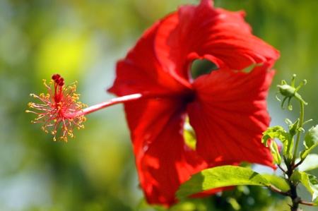 Wild flowers of high mountainous Borneo. Hibiscus of Borneo.の写真素材