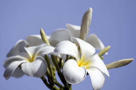 Wild frangipani of high-mountainous Borneo. The asleep butterflies.の写真素材