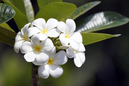 Wild frangipani of high-mountainous Borneo. The asleep butterflies.の写真素材