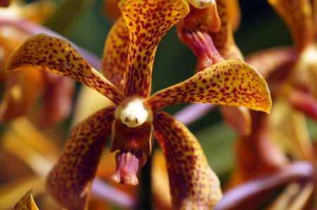 Wild orchids of highmountainous Borneo. The paradise butterflies.