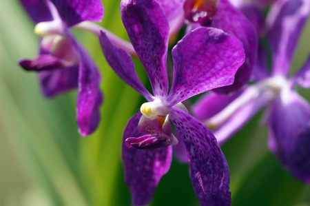 Wild orchids of highmountainous Borneo. The paradise butterflies.