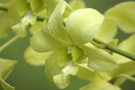 Wild orchids of highmountainous Borneo. The paradise butterflies.の写真素材